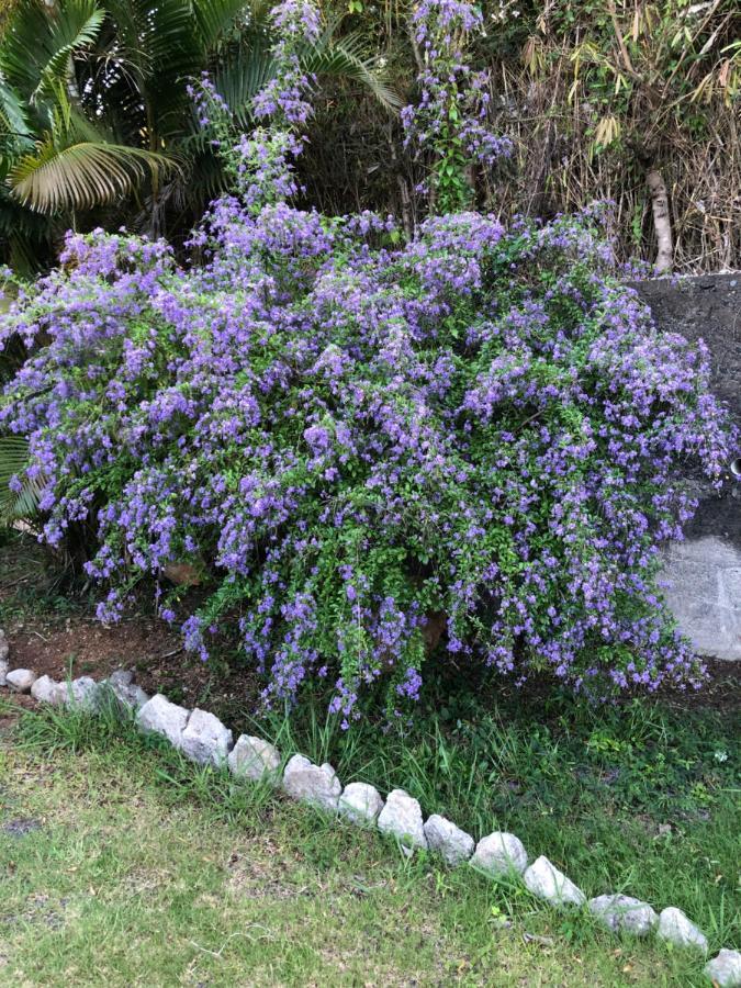 דירות Le Brule Grand T3 - Bellepierre St Denis מראה חיצוני תמונה